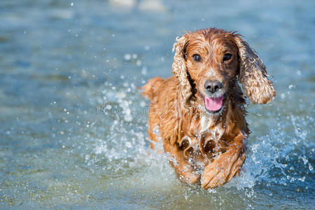 快乐狗英国可卡猎犬向你跑来