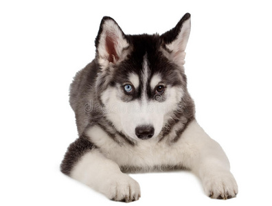 动物 犬科动物 繁殖 可爱的 食肉动物 西伯利亚 哺乳动物