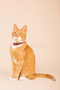 米色 肖像 项链 动物 宠物 汤姆 野猫