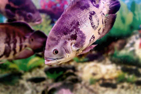 美丽的水族馆鱼天文