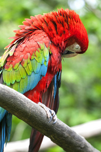动物 五颜六色 鹦鹉 动物园 金刚鹦鹉 野生动物 自然 阿拉