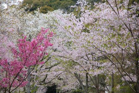 粉红色 细枝 花园 樱桃 开花 盛开 亚洲 自然 公园 樱花