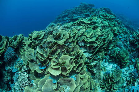 密克罗尼西亚脆弱的叶状珊瑚照片