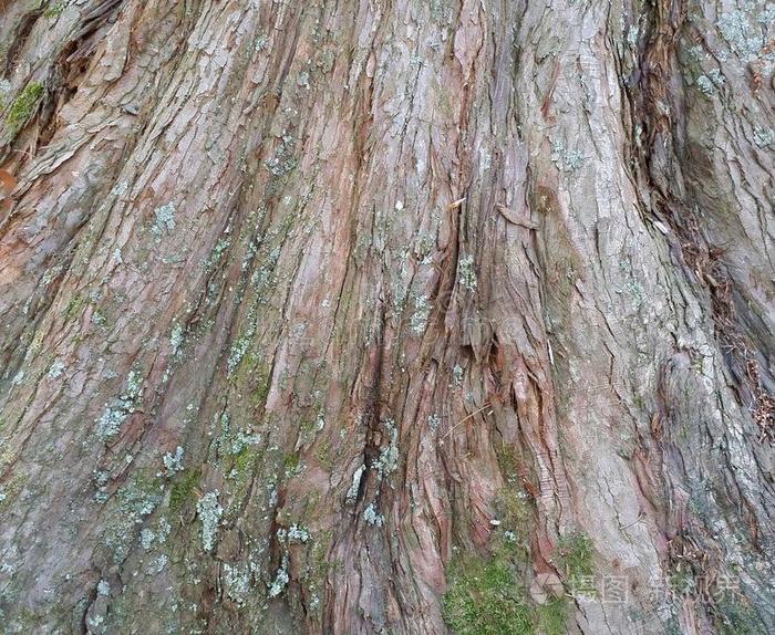 木材 苔藓 柏树 针叶树 树皮 裂缝 破裂 树干 植物 森林