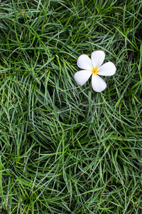 里拉瓦迪，鸡蛋花，热带草花