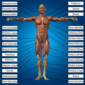 三维人体男性解剖与肌肉和文字