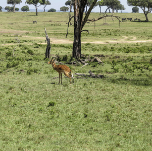 马赛马拉国家公园的羚羊。