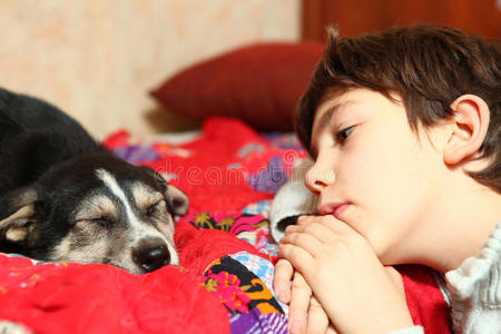 动物 繁殖 小鹿 犬科动物 面对 肖像 可爱极了 普雷特