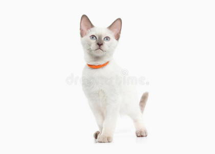 猫。白色背景的泰国小猫