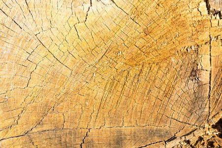 环境 签名 树桩 古老的 硬木 木材 裂纹 特写镜头 复古的