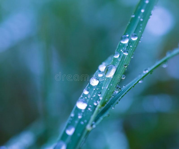 气泡 雨滴 自然 生长 液滴 特写镜头 和谐 圆圈 植物区系