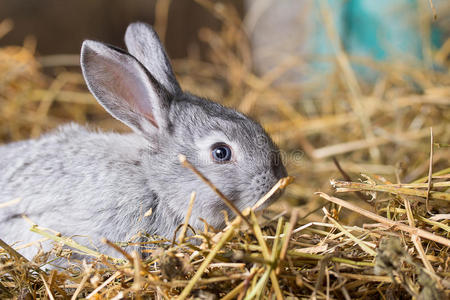 兔子 嘲笑 干草 脊椎动物 哺乳动物 鼻子 毛茸茸的 喂养