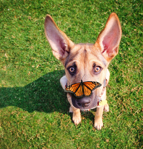 嗅蝴蝶一只狗图片