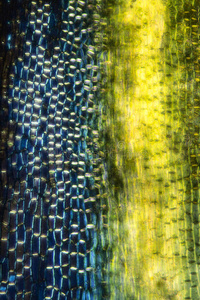 敌鼠叶片细胞的抽象极化显微照片