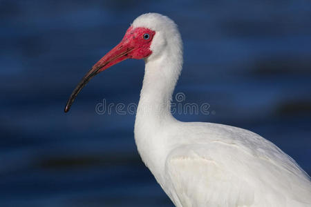 野生动物 佛罗里达州 朱鹭 海岸 滨鸟 美丽的 肖像 泻湖