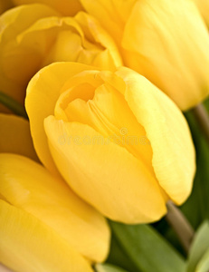 黄色郁金香的花束