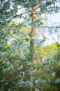 春天的白树花