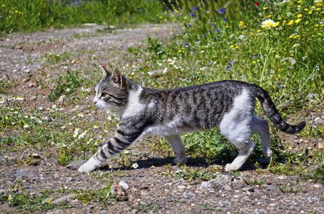 猫行走图片