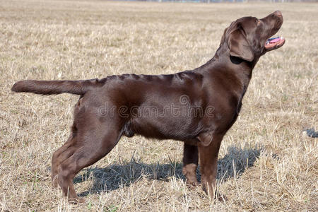 巧克力拉布拉多猎犬，7.0个月大。