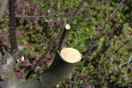 嫁接树树木嫁接照片