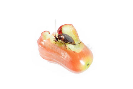 吃干净蟑螂吃玫瑰苹果,清洁的概念. 干净的食物照片