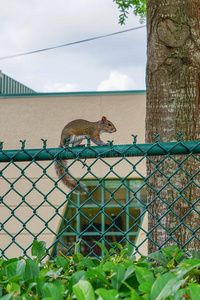 佛罗里达松鼠在篱笆上
