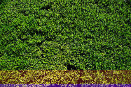 环境 苔藓 植物区系 植物 古老的 领域 颜色 沼泽 特写镜头