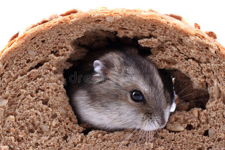 饥饿的老鼠和面包