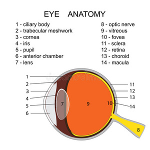 人眼解剖学