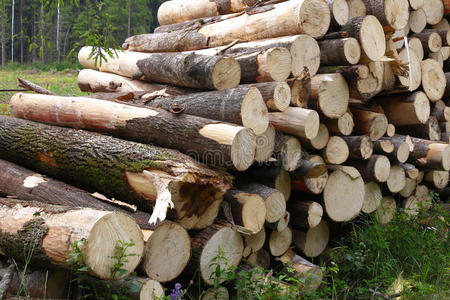 树皮 切碎 森林 橡树 圆木 圆圈 堆叠 木材 材料 行业