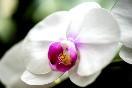 花园里明亮的白色兰花