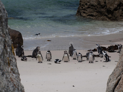 海洋 非洲 企鹅 希望 巨石 南方 海滩 斗篷 好的 海岸