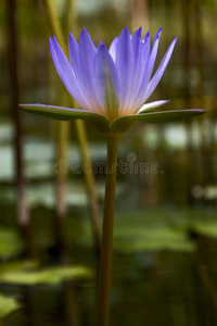 花园里的花特写镜头