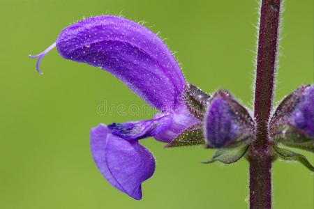 紫罗兰 花瓣 五子棋 自然 春天 开花 打碗花 雌蕊 粉红色