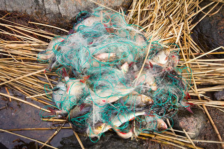 特写镜头 垂钓 芦苇 动物 海的 序列号 池塘 鱼网 材料