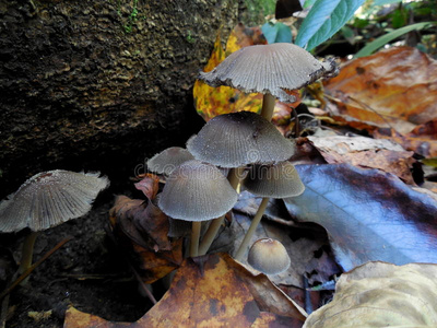 森林里岩石旁边的灰色蘑菇群照片