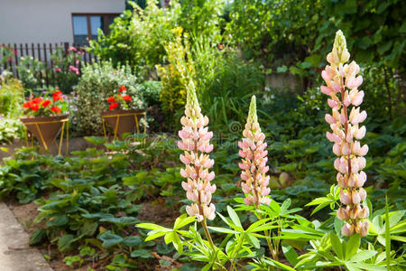 季节 盛开 植物 后院 特写镜头 开花 公园 花园 成长