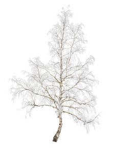 雪霜中的桦树