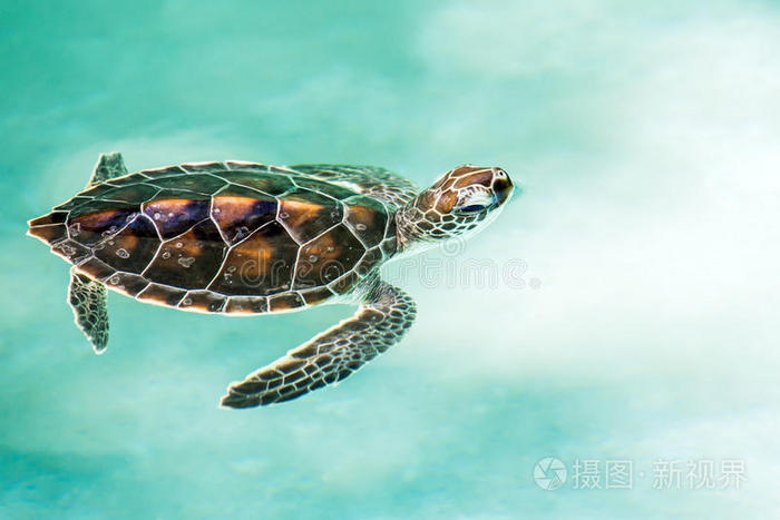 可爱的濒危小海龟