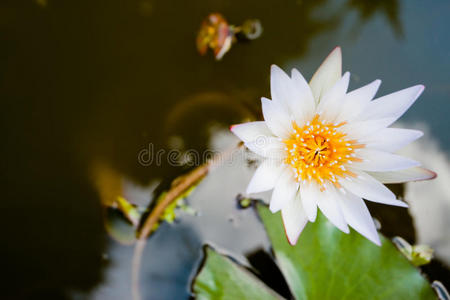 水中美丽的莲花