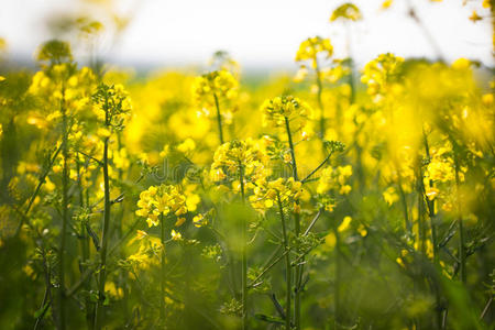 油菜花