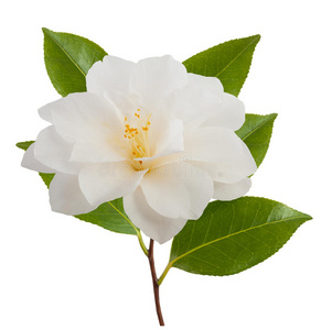 白山茶花图片
