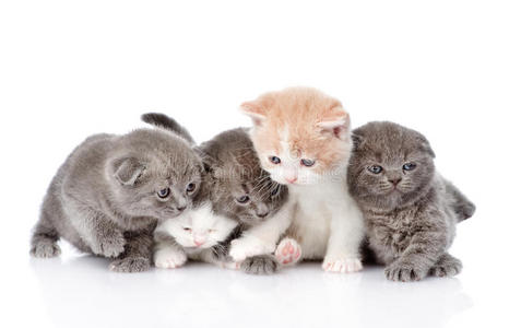 五只英国短毛小猫。 在白色背景上