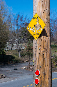 注意 鸭子过马路标志