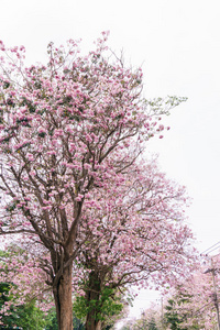 粉红色 植物区系 植物学 文化 颜色 春天 花园 自然 风景