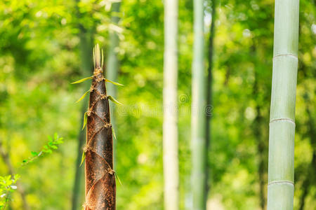 水果树林竹笋在树林里照片