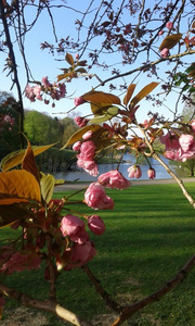 浪漫的 萨克 美丽的 公园 花瓣 四月 樱桃 和平 粉红色