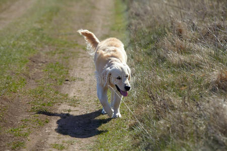 阳光 哺乳动物 轮胎 可爱的 寻回者 运动 休息 犬科动物
