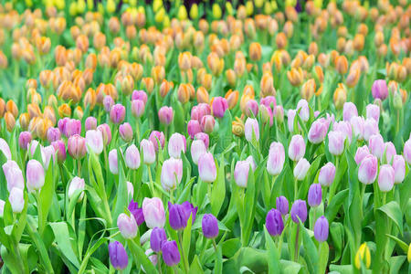 公园里五颜六色的郁金香。 春天的风景。