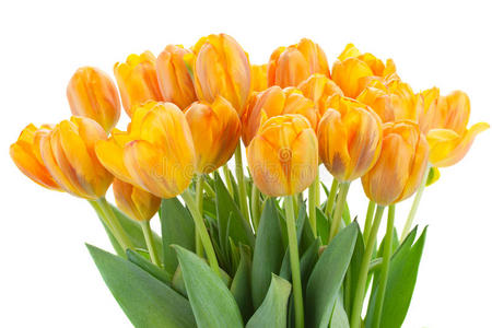 一束橙色郁金香花照片
